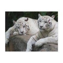 Tiger Pair Postcards