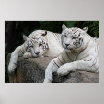 Tiger pair print