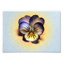 Tiger Pansy Photo