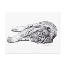 Tiger - Pen and Ink Postcard