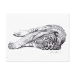 Tiger - Pen and Ink postcards