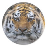 Tiger Photo Fog Close Sticker