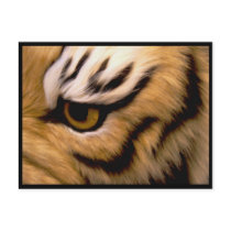 Tiger Photo Postcard