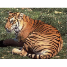 Tiger Photo Sculpture