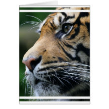 Tiger Picture Greeting Card