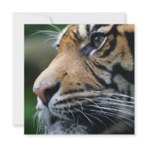 Tiger Picture Invitations