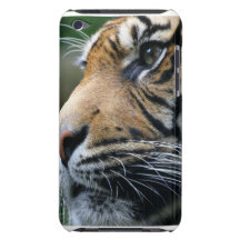 Tiger Picture iTouch Case Barely There iPod Cover