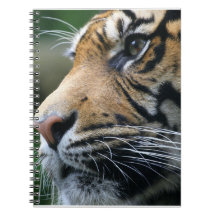 Tiger Picture Notebook