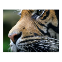 Tiger Picture Postcard