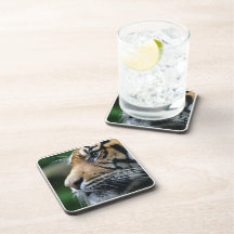 Tiger Picture Set of Coasters