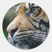 Tiger Picture Sticker