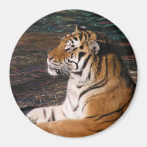 Tiger Portrait Magnet