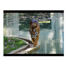 tiger post card