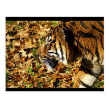 tiger post card