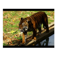tiger post card