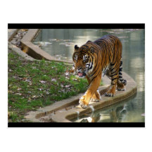 tiger post cards