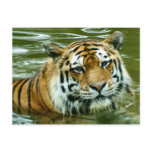 Tiger Post Cards