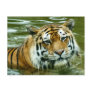 Tiger Post Cards