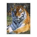 Tiger postcards