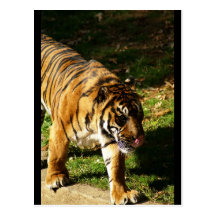 tiger postcard
