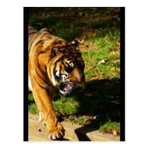 tiger postcard