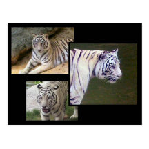 Tiger Postcard