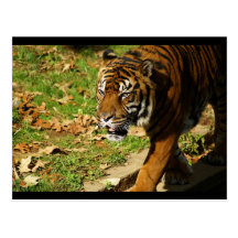 tiger postcard