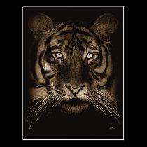 Tiger Postcard postcards