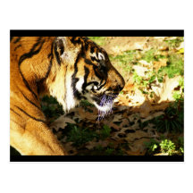 tiger postcards