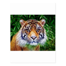 Tiger Postcards