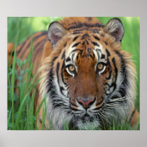 Tiger Poster