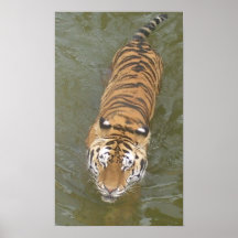 Tiger Poster