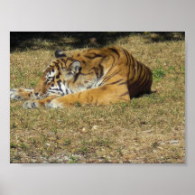 Tiger Print