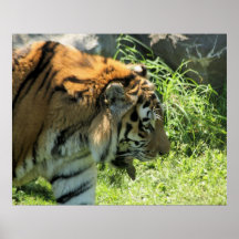 Tiger Print
