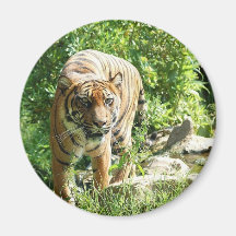 Tiger Refrigerator Magnets
