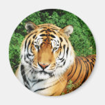 Tiger Relaxing Refrigerator Magnets