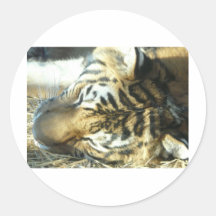 tiger round sticker