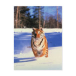 Tiger running in snow colour photograph postcard