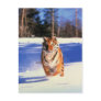 Tiger running in snow colour photograph postcard