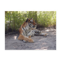 tiger-sermonti-001
