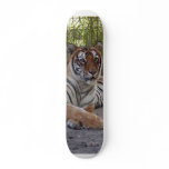 tiger-sermonti-002