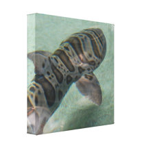Tiger Shark Canvas Print