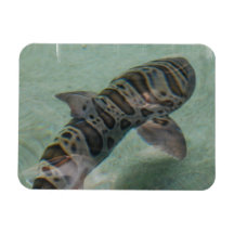 Tiger Shark Flexible Magnet