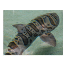 Tiger Shark Postcard