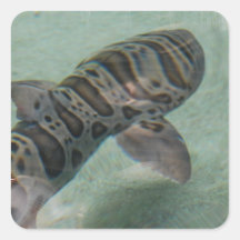 Tiger Shark Sticker