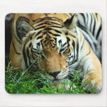 Tiger Sleeping in grass Mousepad