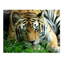 Tiger Sleeping in grass Postcard