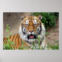 Tiger Smile Poster
