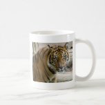 Tiger Stare Mugs