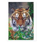 Tiger Stare Postcard
